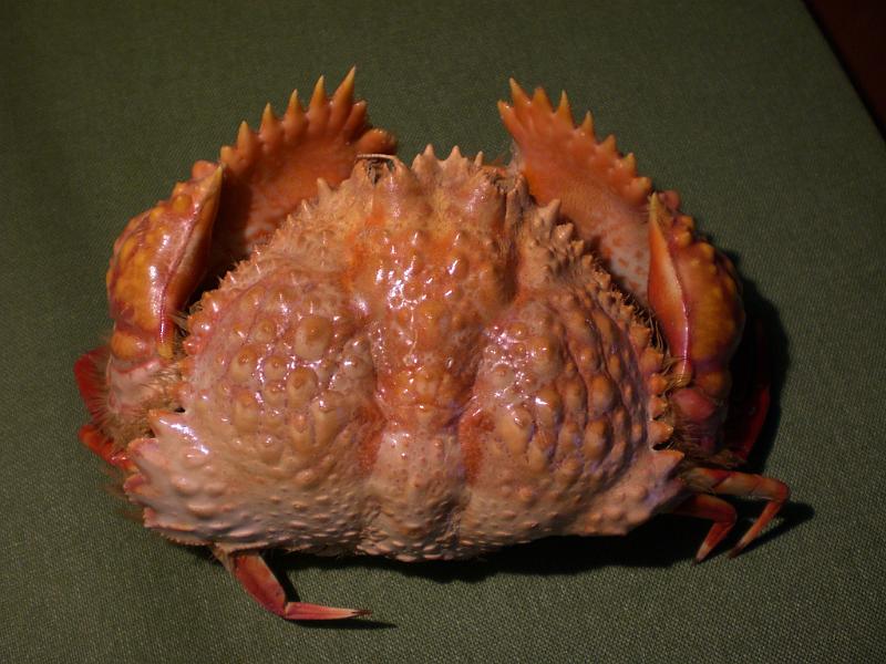 calappa bicornis T.F.C. dorsal view 1.jpg